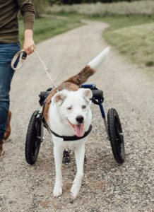 Dog with DM goes for walk in his dog wheelchair