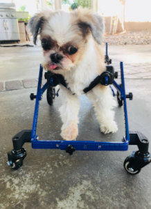 Small dog with hydrocephalus uses Walkin' Wheels wheelchair to walk