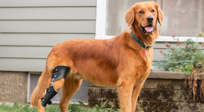 Dog wears knee brace for cruciate injury