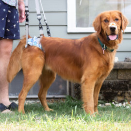 Retriever with weak back legs uses rear lifting harness for support
