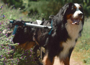 Disabled Bernese Mountain Dog goes for walk in wheelchair