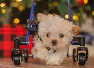 Born with Hydrocephalus, tiny puppy Toby uses a full support dog wheelchair to walk