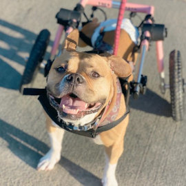 Special needs pitbull plays on the beach in wheelchair