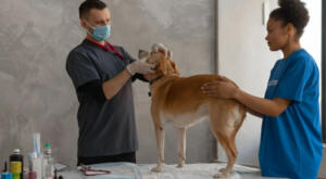 Dog at vet exam for thermal imaging