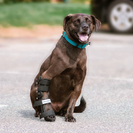 Adjustable splint for dog with broken leg
