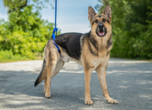 Rear Support leash for dog with back leg weakness