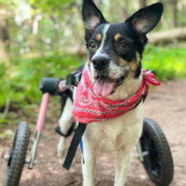 Dog in wheelchair on a hike