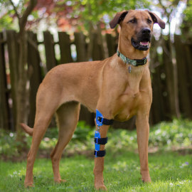 Elbow Brace for dog with elbow dysplasia