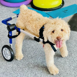 Disabled dog uses mobility cart for rehab