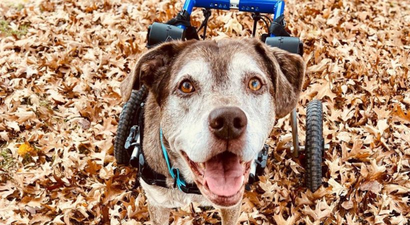 Improving your mental health while caring for a disabled dog