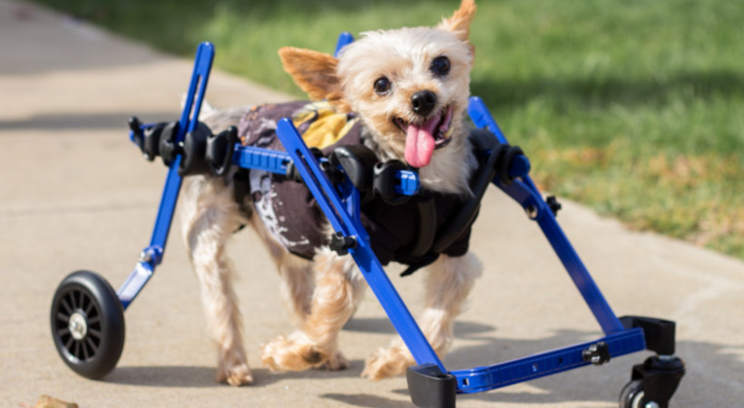 Adopting a special needs pet in a wheelchair