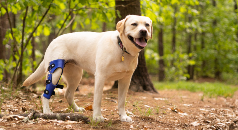 Dog knee brace for stifle joint