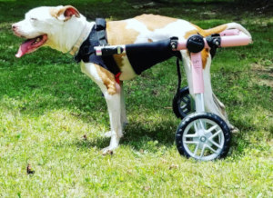 Belly support for dog wheelchair back support