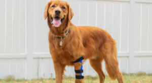 Dog wears custom elbow brace