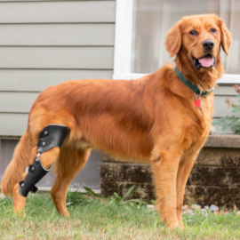 Golden retriever wearing knee brace for dogs