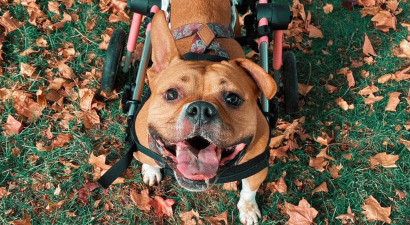 paralyzed Pitbull plays in the leaves