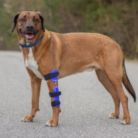 Elbow brace for canine dysplasia