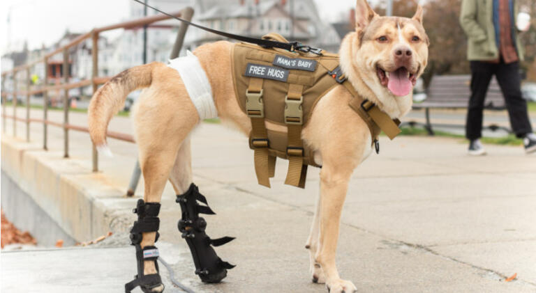 Disabled dog wears adjustable leg splints