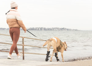 Dog wears leg braces on walk