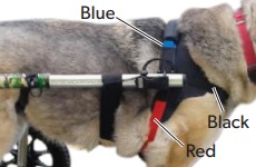 How to put on a Walkin' Wheels dog wheelchair front harness