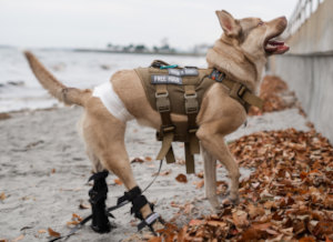 dog wears rear leg splint at beach