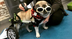 Disabled pug gets laser therapy treatment for back pain