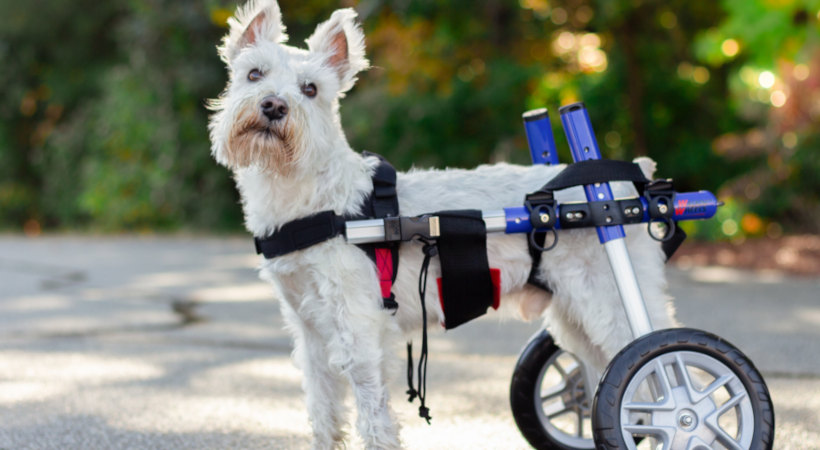 Miniature Schnauzer uses dog wheelchair to help walk