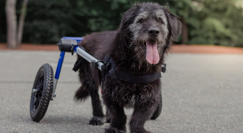A senior dog uses a wheelchair to help with weak back legs