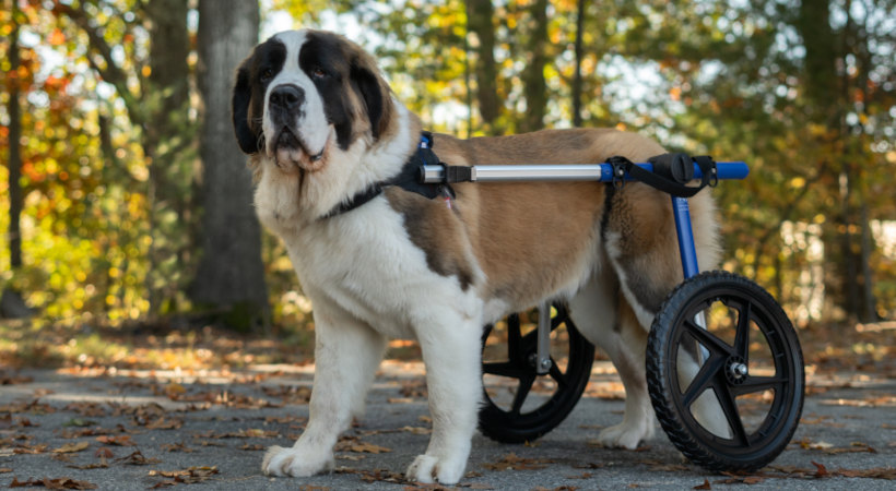 Disabled St. Bernard goes for walk in large dog wheelchair