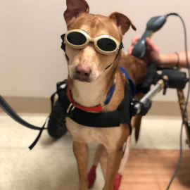 Dog in wheelchair stands during laser therapy