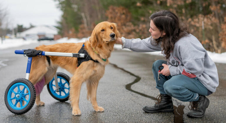 Disabled Golden Retriever in wheelchair with owner