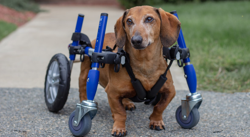 Dachshund front harness for full support dog wheelchair