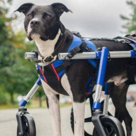 Combo front harness for quad wheelchair