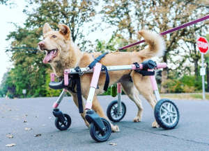 Disabled dog uses quad wheelchair on walk