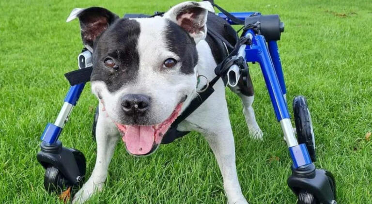 Disabled dog with balance issues uses dog wheelchair for support