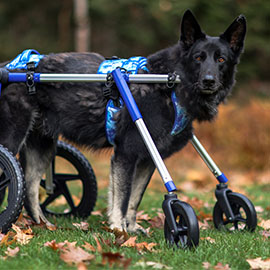 German Shepherd uses harness with full support Walkin' Wheels wheelchair on walk