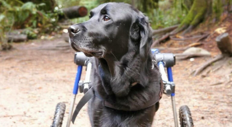 Disabled Labrador Retriever goes for a hike