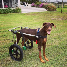 Disabled doberman enjoys his Walkin' Wheels dog wheelchair