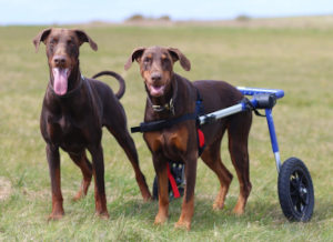 A Doberman Pinscher in a wheelchair plays with brother