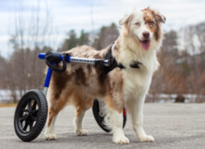 Injured Australian Shepherd uses medium dog wheelchair