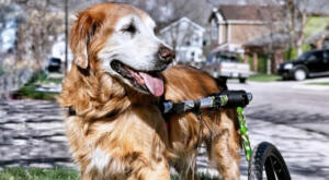 Senior golden retriever uses dog wheelchair to walk