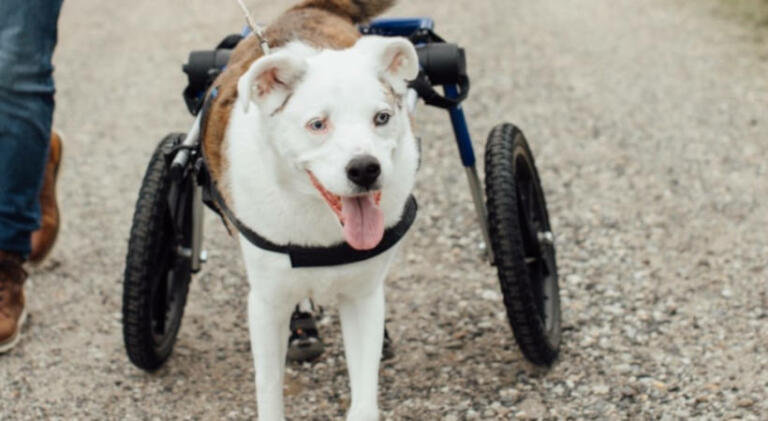 Dog wheelchair helps senior dog with DM to walk