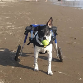 Paralyzed Fox Terrier, Sadie runs on the beach in her Walkin' Wheels dog wheelchair