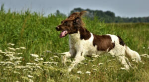 Dog runs through field
