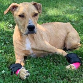 Dog with injured front legs wears wrist wrap for support