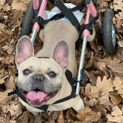 Paralyzed dog in wheelchair wears diaper