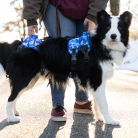 Buddy Up Harness for lifting dogs with weak legs