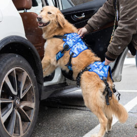 Owner lifts senior dog into car using Buddy Up Harness