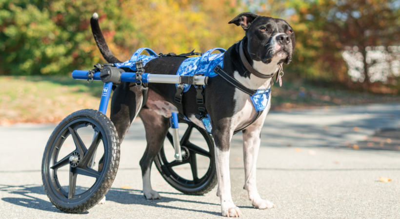 Buddy Up Harness for Walkin' Wheels dog wheelchair