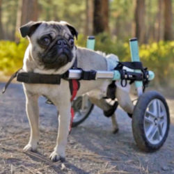 Urine incontinent pug in wheelchair